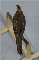 藍腹鷴藏品圖，第10張